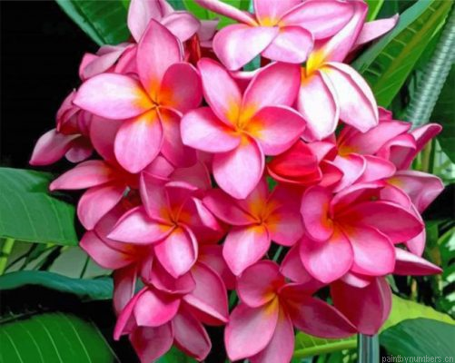 Pink Frangipani Painting By Numbers.png