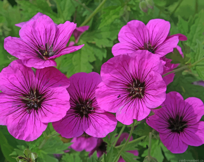 Pink Geranium Painting By Numbers.png