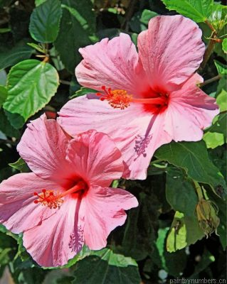 Pink Hibiscus Painting By Numbers.png