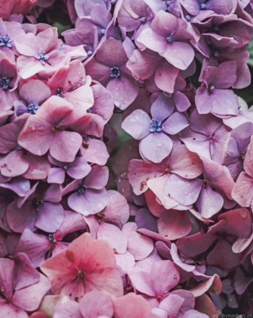 Pink Hydrangea Flower Painting By Numbers.png