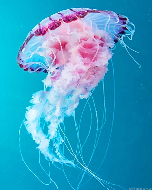 Pink Jellyfish Painting By Numberss.png