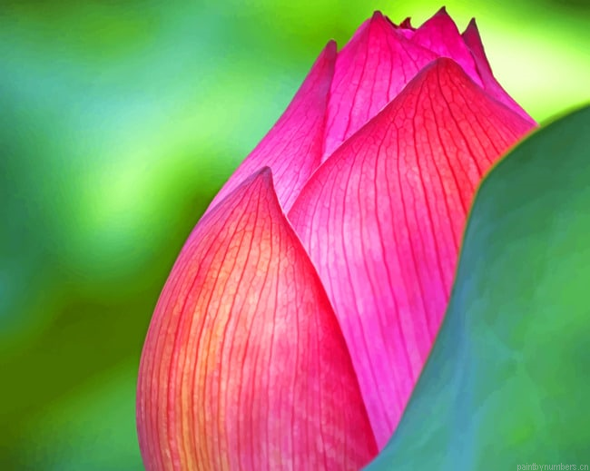 Pink Lotus Flower Painting By Numberss.png