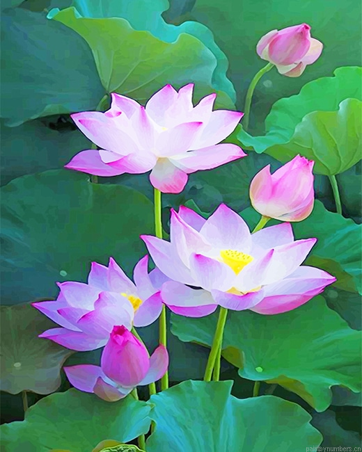 Pink Lotus Flowers Painting By Numberss.png