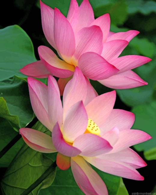 Pink Lotus Flowers Plants Painting By Numberss.png