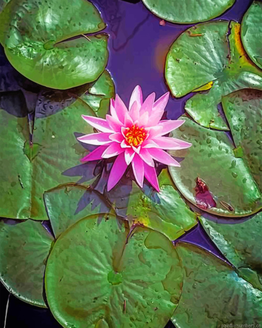 Pink Lotus Painting By Numbers.png