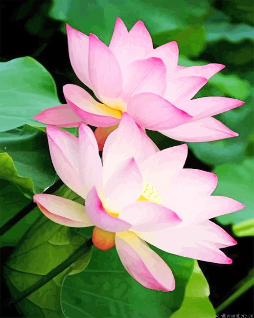 Pink Lotus Plants Painting By Numberss.png