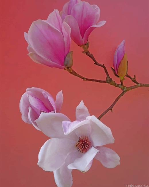 Pink Magnolia Flower Painting By Numbers.png