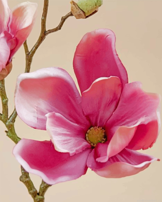 Pink Magnolia Painting By Numberss.png