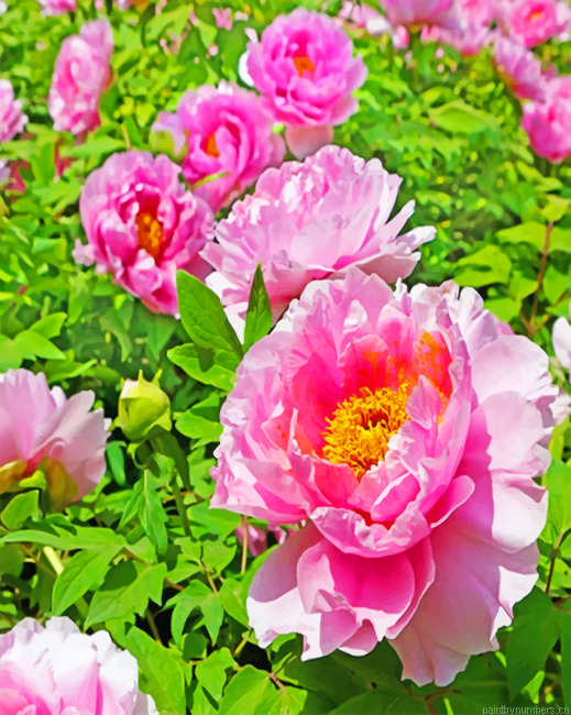 Pink Peonies Flowers Painting By Numbers.png