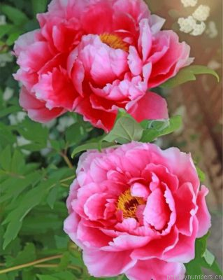 Pink Peonies Painting By Numbers.png