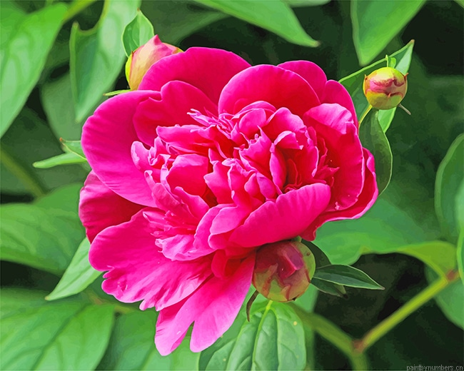 Pink Peony Flowers Painting By Numberss.png