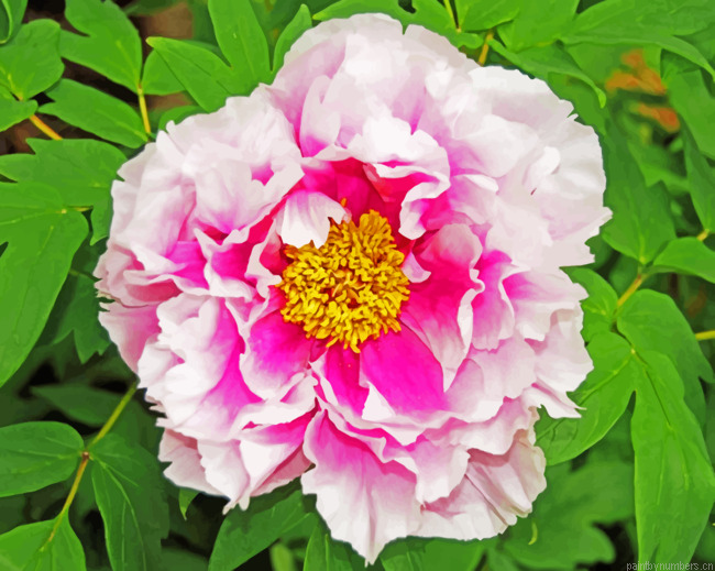 Pink Peony Painting By Numbers.png