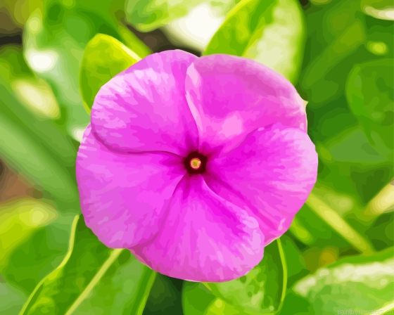 Pink Periwinkle Flower Painting By Numberss.png
