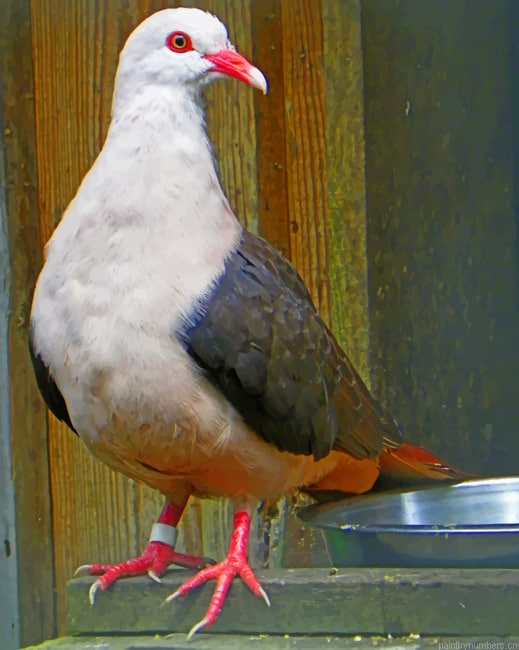 Pink Pigeon Birds Painting By Numberss.png