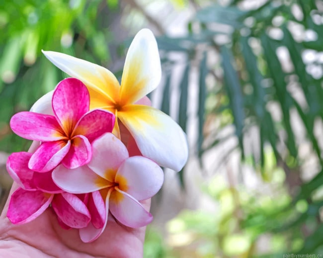 Pink Plumeria Flowers Painting By Numbers.png