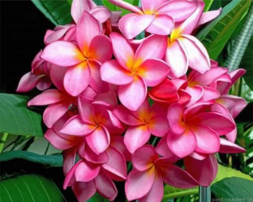 Pink Plumeria Painting By Numbers.png