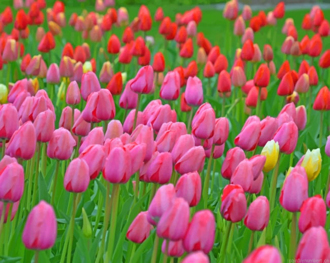 Pink Red Tulips Flowers Painting By Numberss.png