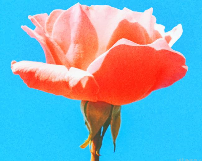 Pink Rose Flowers Painting By Numberss.png