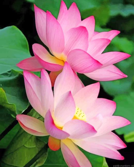 Pink Sacred Lotus Flowers Painting By Numberss.png