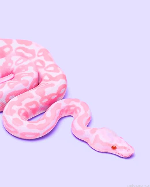 Pink Snake Reptiles Painting By Numbers.png