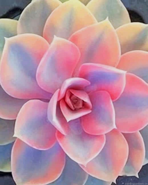 Pink Succulent Plant Painting By Numberss.png
