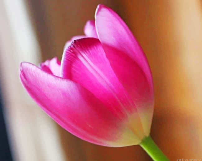 Pink Tulip Blossom Flowers Painting By Numberss.png