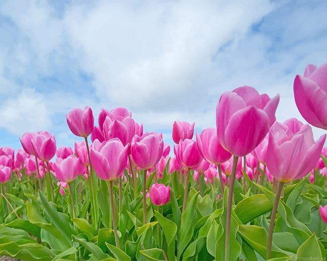 Pink Tulips Field Flowers Painting By Numberss.png
