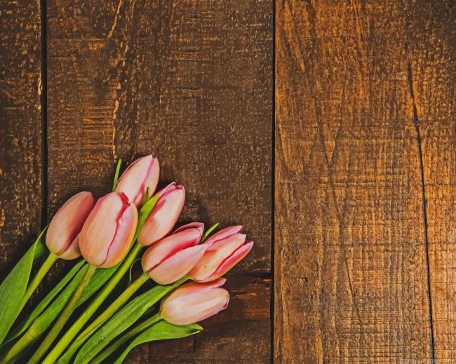 Pink Tulips On Wood Texture Flowers Painting By Numberss.png