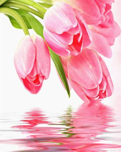 Pink Tulips Painting By Numbers.png