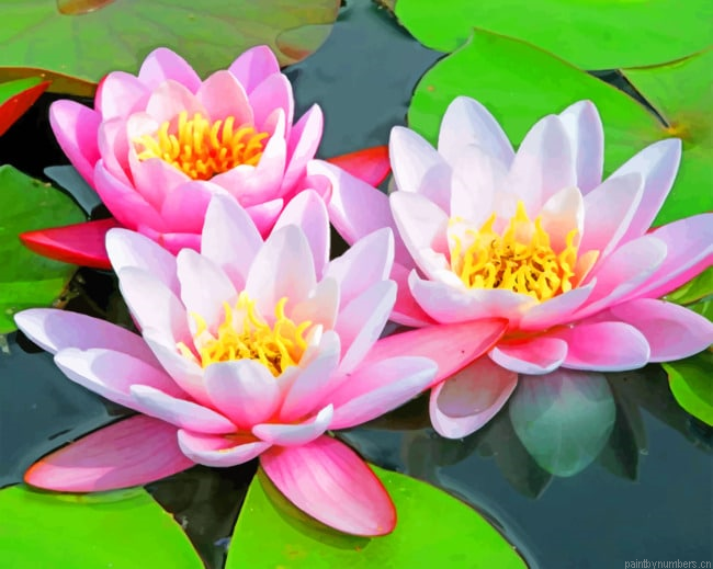 Pink Water Lilies Painting By Numberss.png