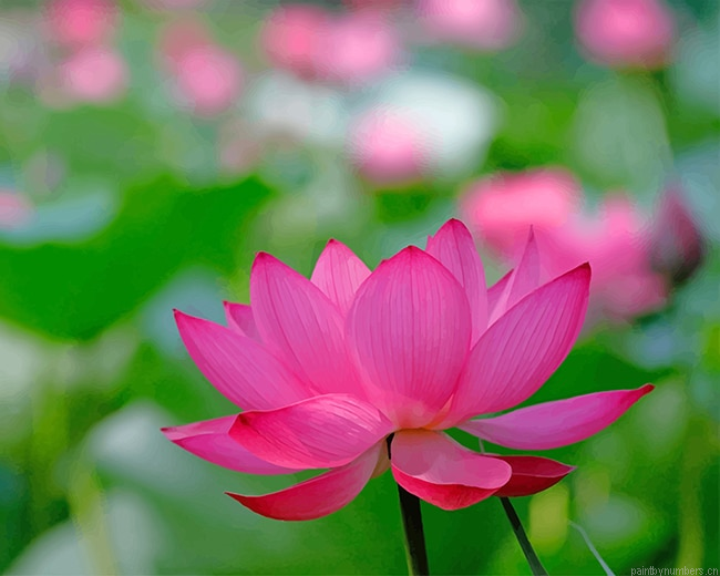 Pink Water Lily Plants Painting By Numberss.png