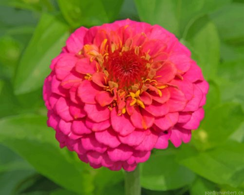 Pink Zinnia Painting By Numbers.png