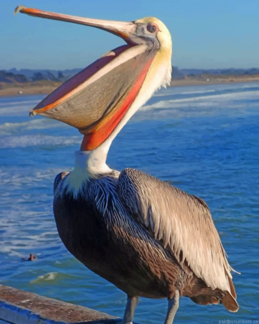 Pismo Pelican Painting By Numbers.png