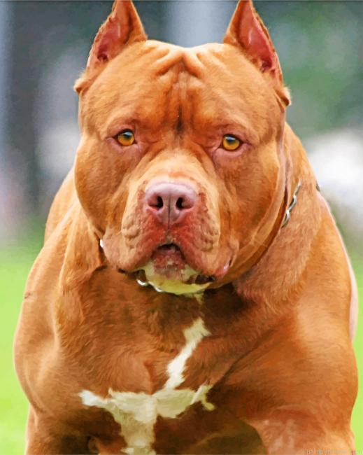 Pit Bull Painting By Numberss.png