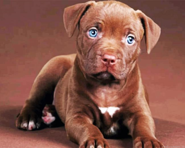 Pit Bull Puppy Painting By Numberss.png