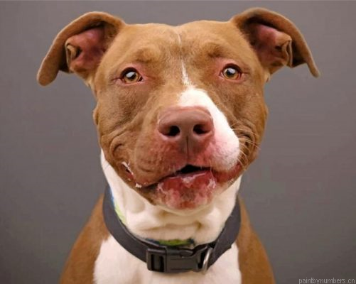 Pit Bull Dog Painting By Numbers.png