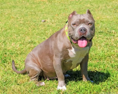 Pit Bull Puppy Painting By Numbers.png