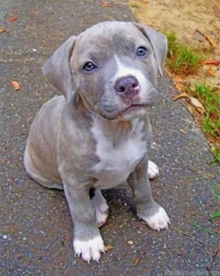Pitbull Dog Painting By Numbers.png