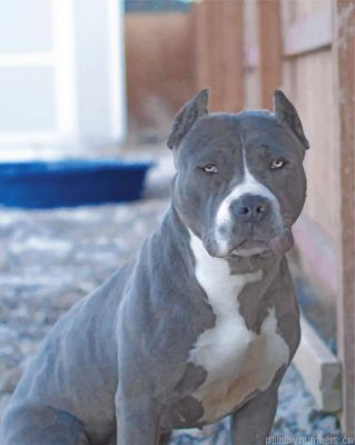 Pitbull Pet Painting By Numbers.png