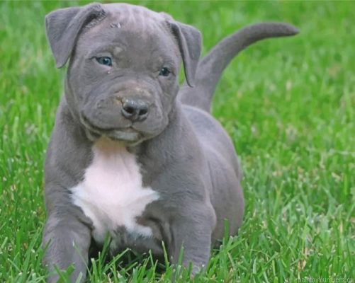 Pitbull Puppy Painting By Numbers.png