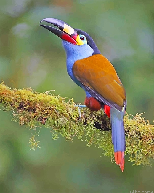 Plate Billed Mountain Toucan Birds Painting By Numberss.png