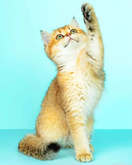 Playful White Cat Animals Painting By Numberss.png