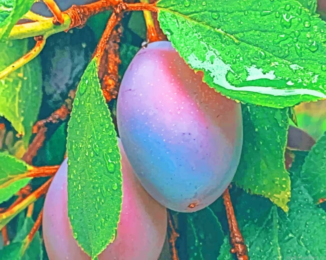Plum Fruit Leaves Painting By Numberss.png
