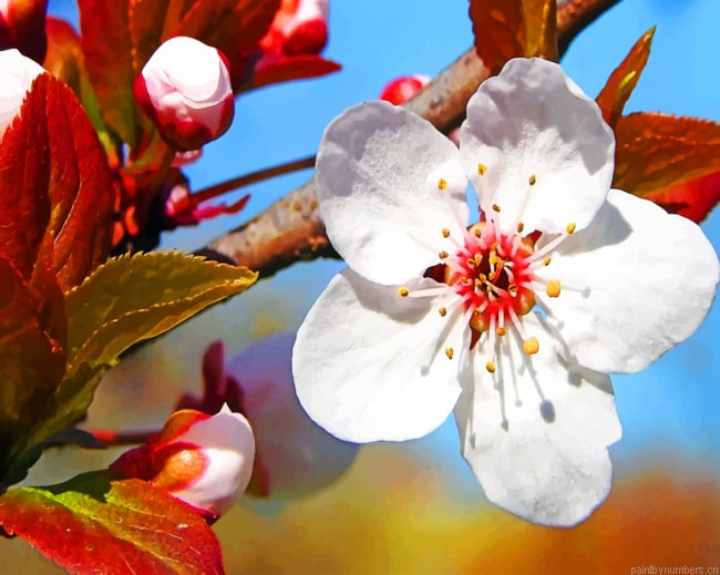 Plum Tree Blossoms Plants Painting By Numberss.png