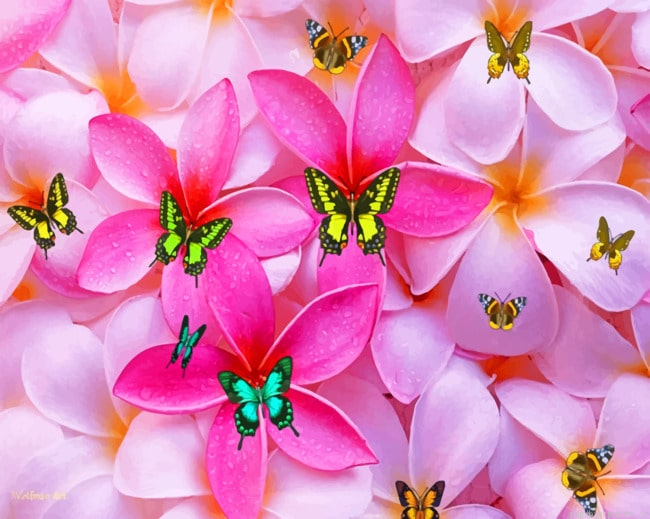Plumeria Flowers And Butterflies Painting By Numbers.png