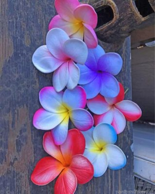 Plumeria Flowers Painting By Numbers.png
