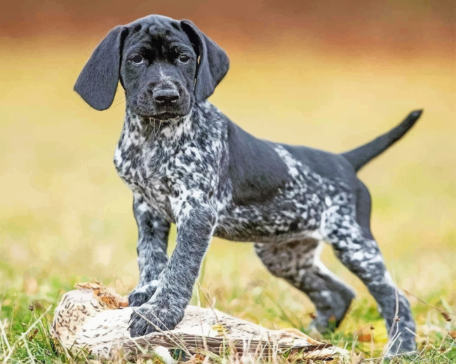 Pointer Hunting Dog Painting By Numbers.png