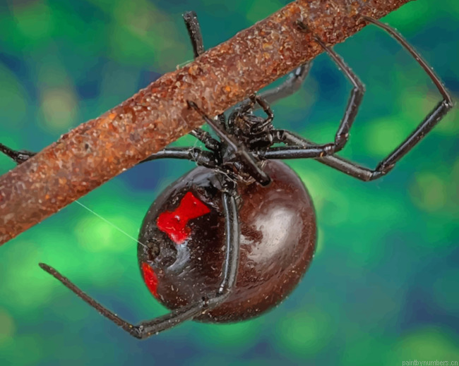 Poisonous Black Widow Spider Arachnid Painting By Numberss.png