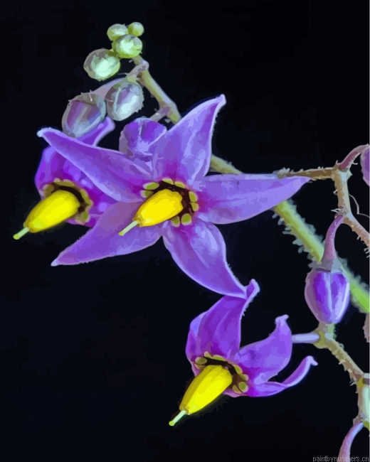 Poisonous Nightshade Flower Painting By Numbers.png