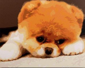 Pomeranian Puppy Painting By Numbers.png